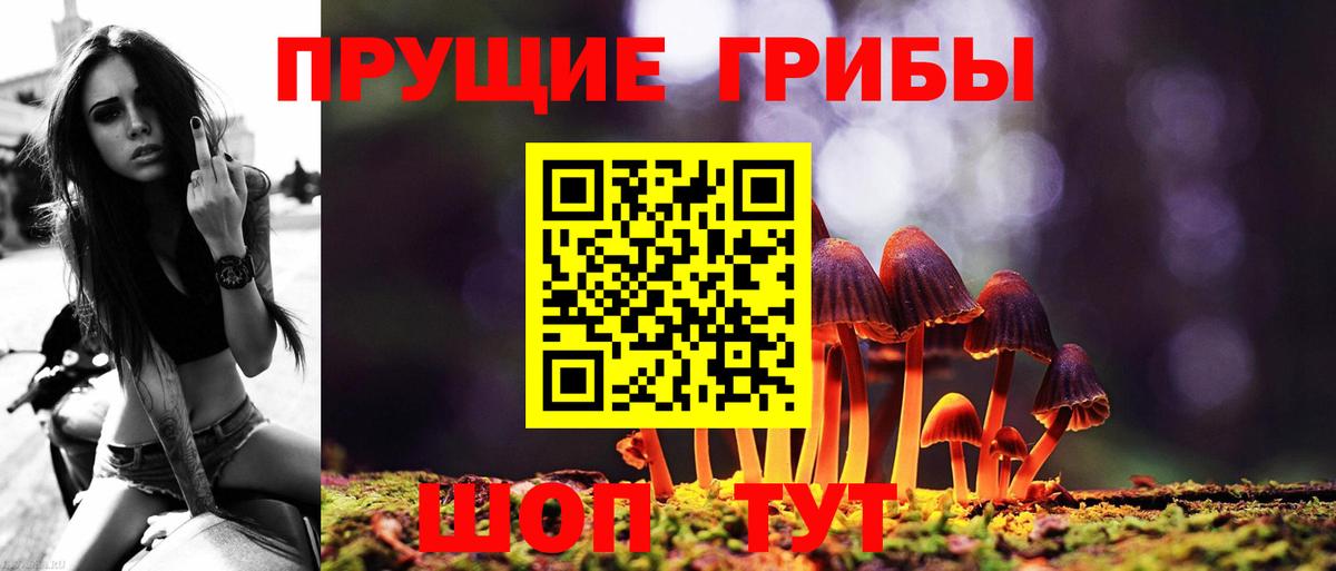 Псилоцибиновые грибы Psilocybe Бирск